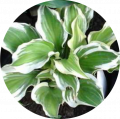 Ornamental plants