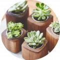 Potted plants