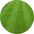 Lawn grass