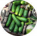 Cucumbers and squash
