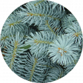 Fir plants