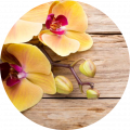 Orchids